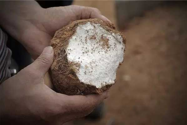 茯苓干燥易碎裂吸濕怎么辦？茯苓烘干機助力企業(yè)規(guī)?；a(chǎn)!