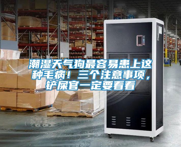 潮濕天氣狗最容易患上這種毛??！三個注意事項，鏟屎官一定要看看