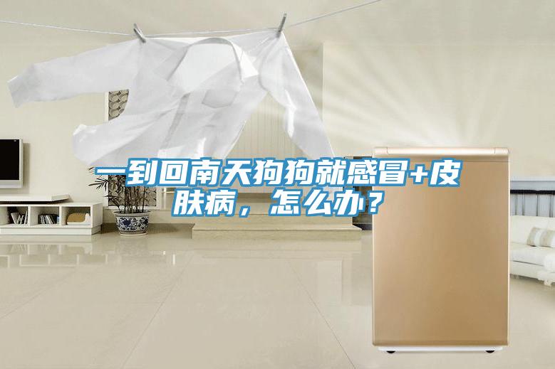 一到回南天狗狗就感冒+皮膚病，怎么辦？