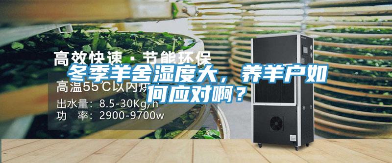 冬季羊舍濕度大，養(yǎng)羊戶如何應(yīng)對(duì)??？